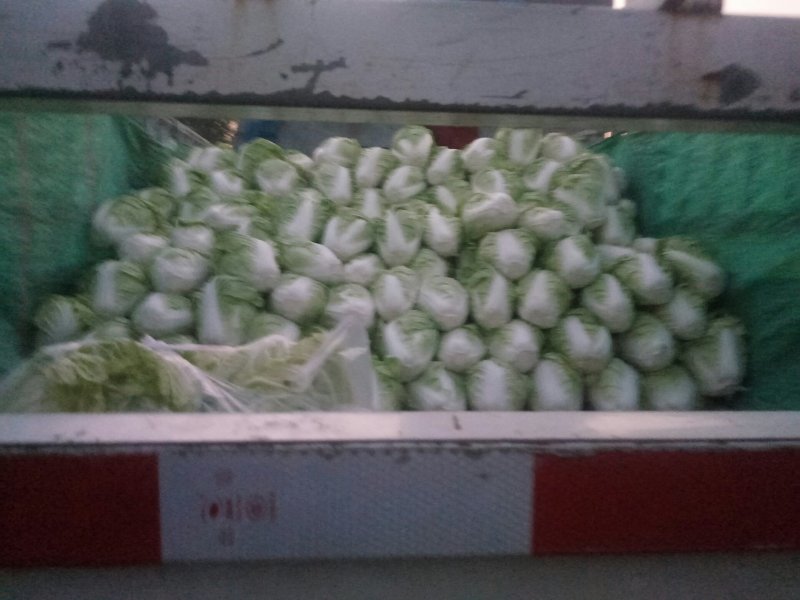 优质868大白菜净菜4~6斤一手货源。优质大白菜
