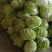 优质868大白菜净菜4~6斤一手货源。优质大白菜