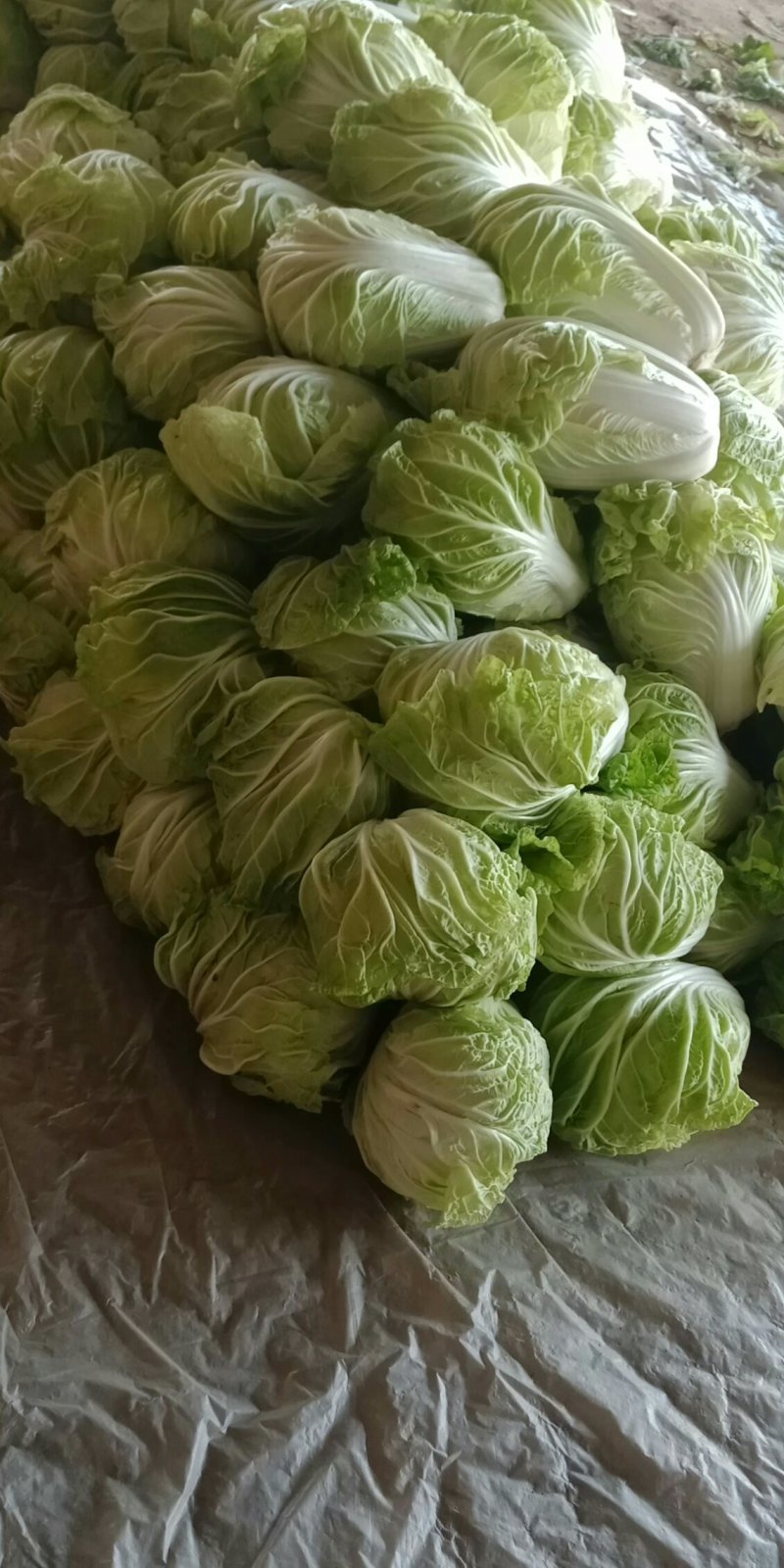 优质868大白菜净菜4~6斤一手货源。优质大白菜