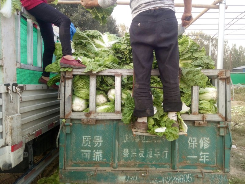 优质868大白菜净菜4~6斤一手货源。优质大白菜