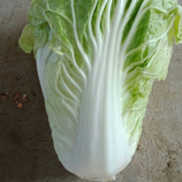 优质868大白菜净菜4~6斤一手货源。优质大白菜