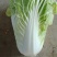 优质868大白菜净菜4~6斤一手货源。优质大白菜