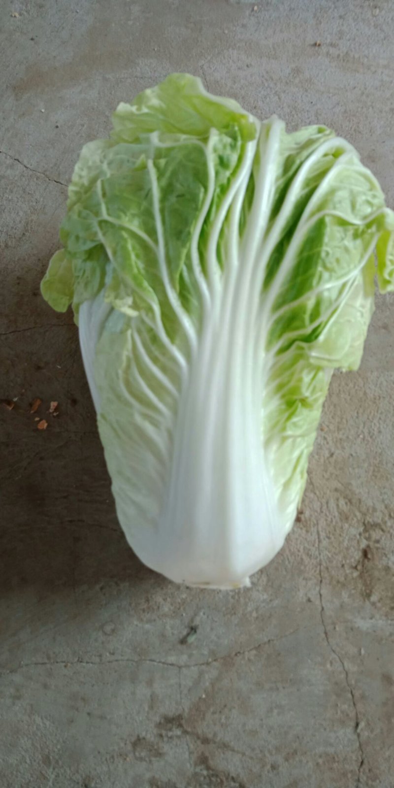 优质868大白菜净菜4~6斤一手货源。优质大白菜
