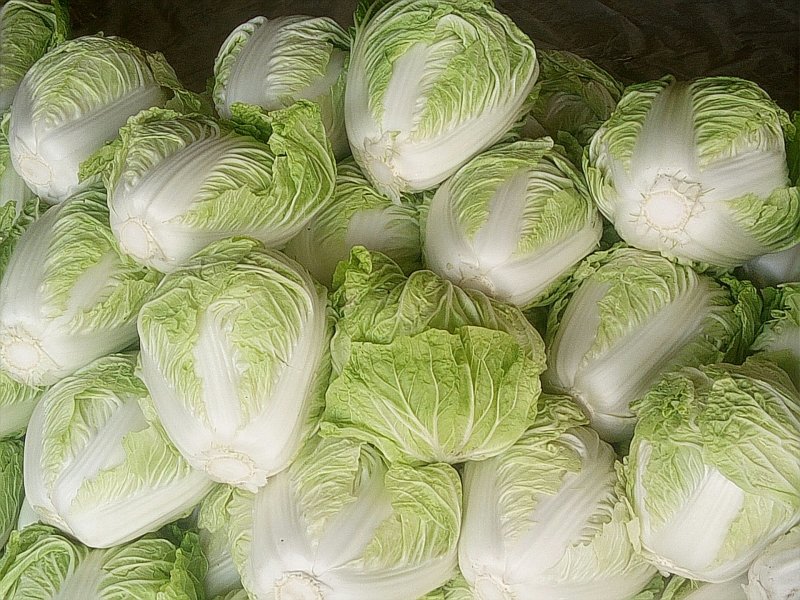 优质868大白菜净菜4~6斤一手货源。优质大白菜