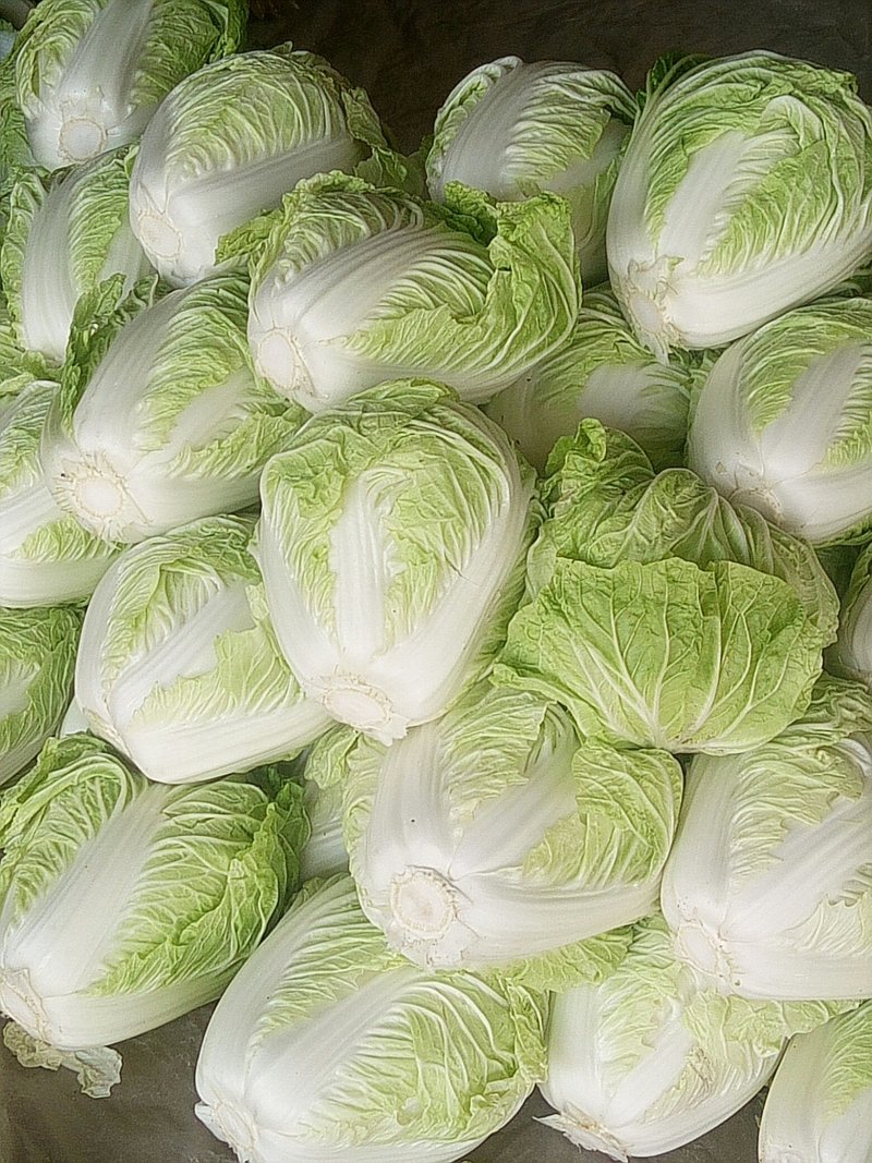 优质868大白菜净菜4~6斤一手货源。优质大白菜