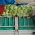优质868大白菜净菜4~6斤一手货源。优质大白菜
