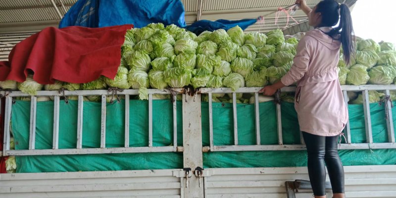 优质868大白菜净菜4~6斤一手货源。优质大白菜