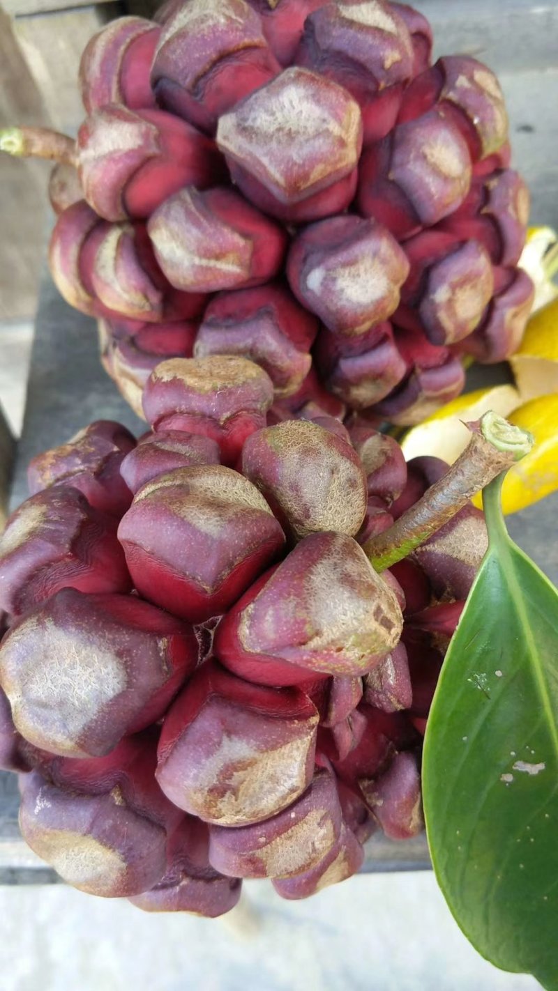 布福娜