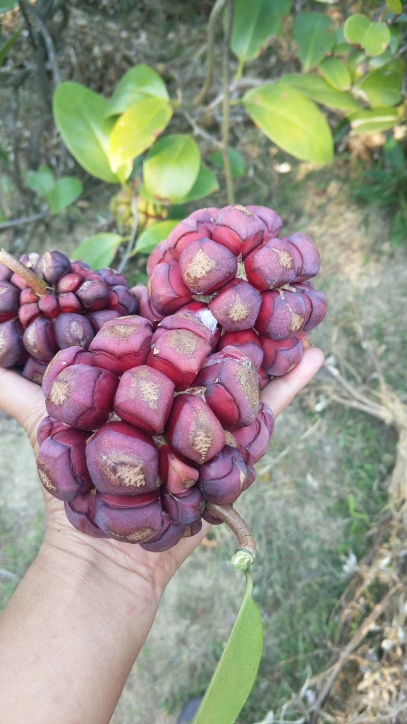 布福娜
