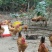 林下散养小公鸡