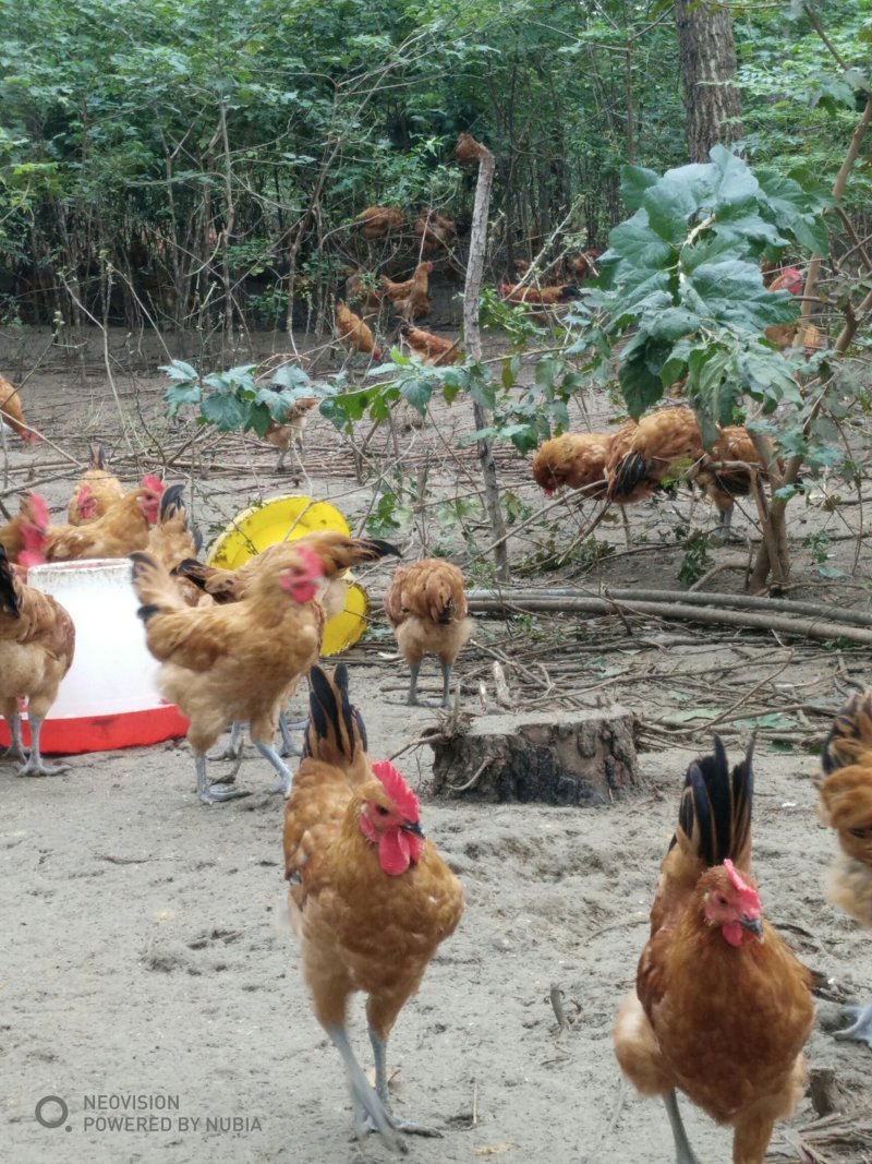 林下散养小公鸡