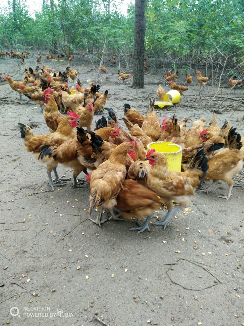 林下散养小公鸡