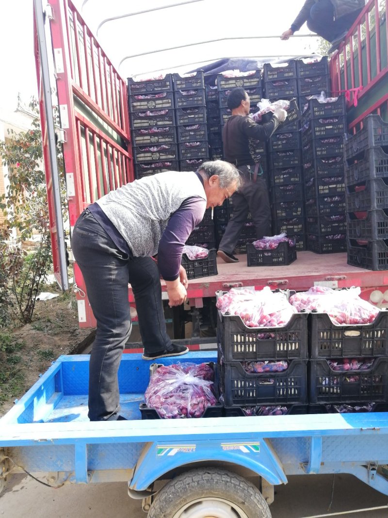 防雨棚《精品红提葡萄》颗粒大，果粉好、全红、货源充足。