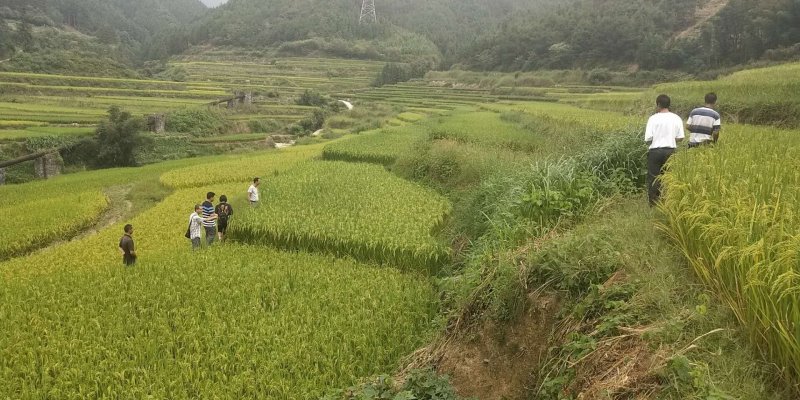 农家无化学肥料农药大米预订种植和购买
