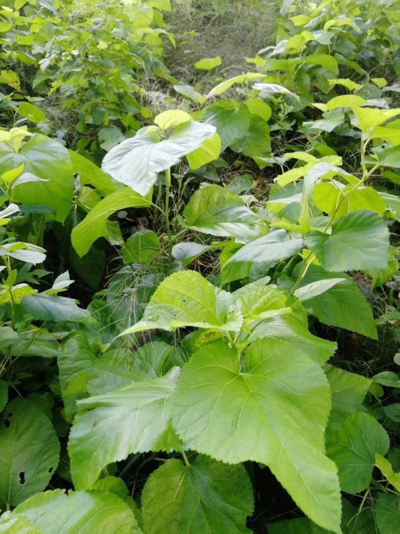 桑树苗、嫁接桑、杂交桑、草桑、实生苗、桑树