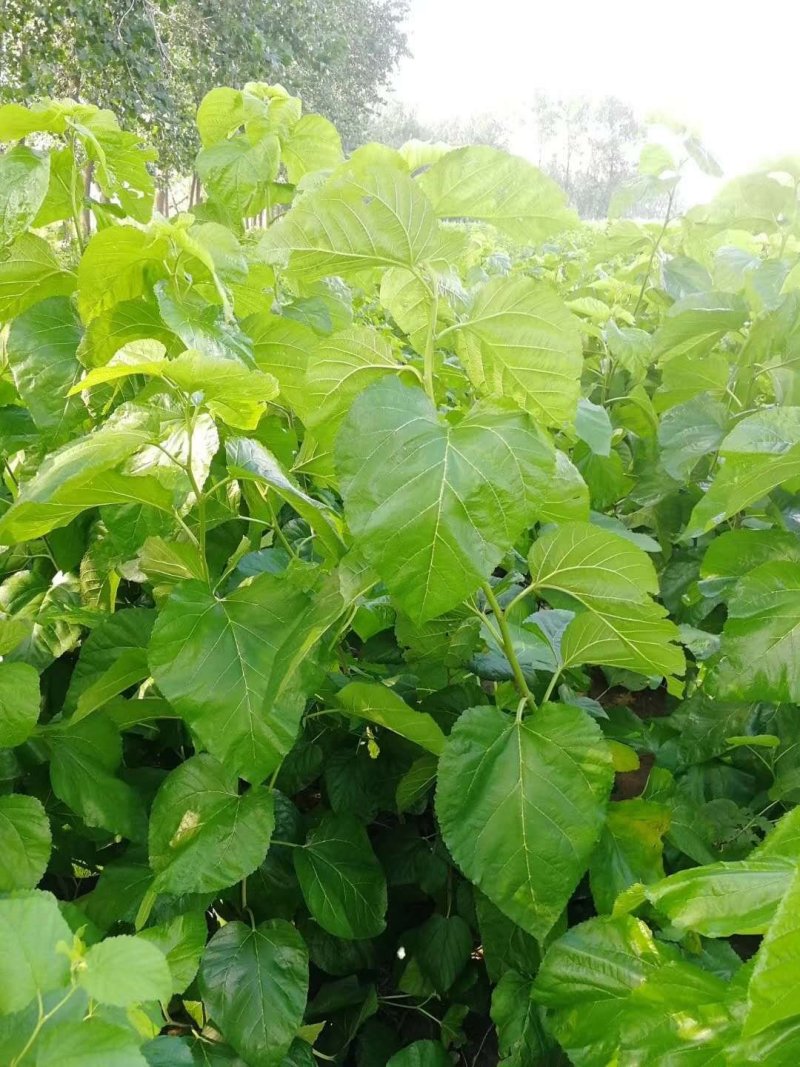 桑树苗、嫁接桑、杂交桑、草桑、实生苗、桑树
