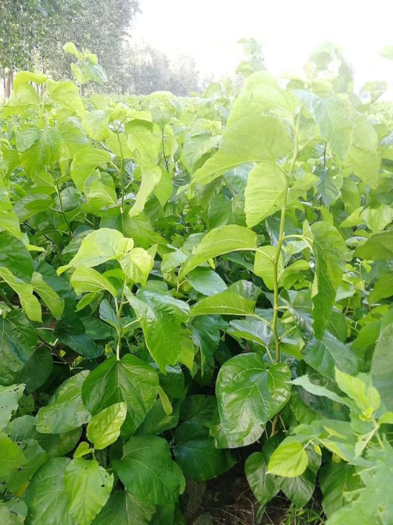 桑树苗、嫁接桑、杂交桑、草桑、实生苗、桑树