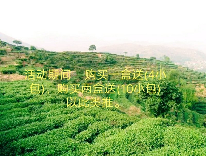 铁观音