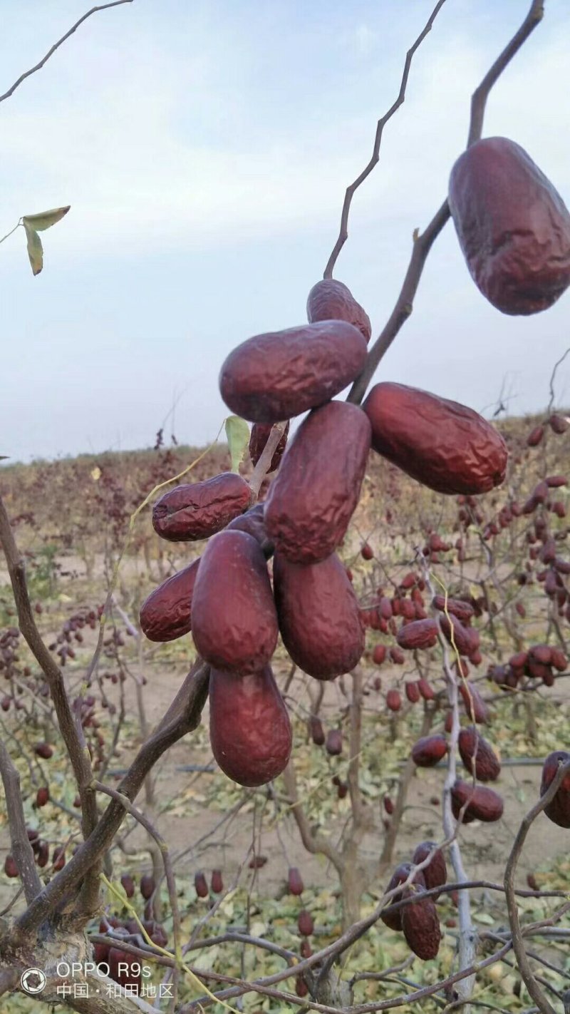 坚果干果