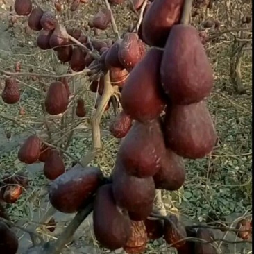坚果干果