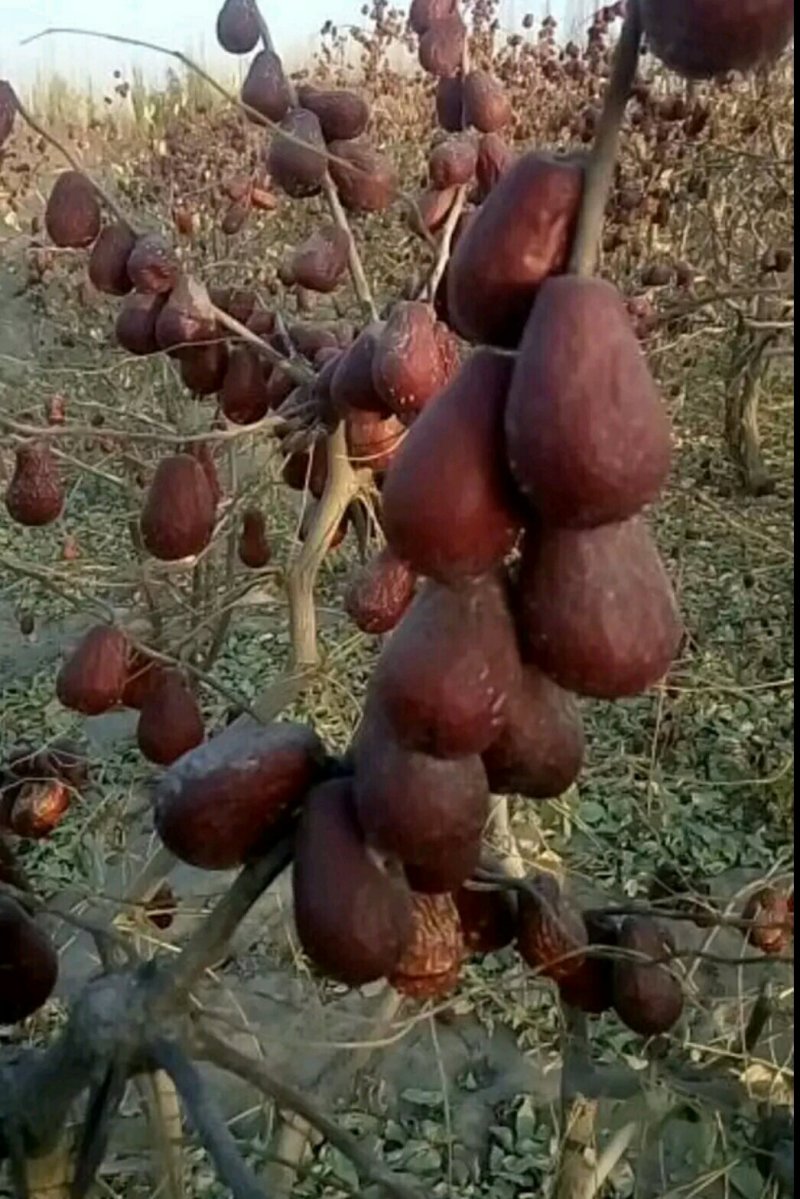 坚果干果