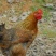 土法盐焗鸡（小母鸡）