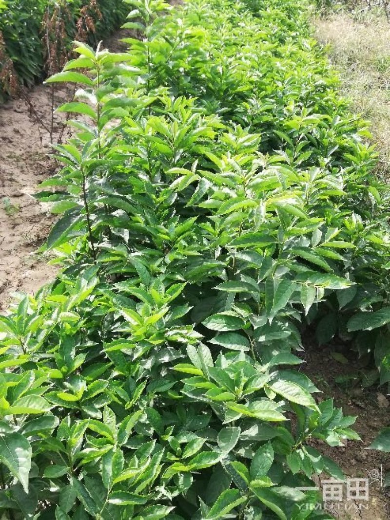 出售高品质柿子树嫁接种苗软枣苗，量大从优，保证质量