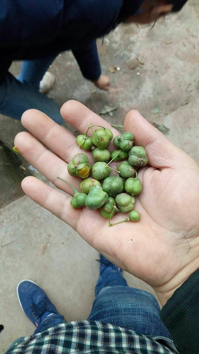 黄精种子