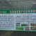 白芨苗