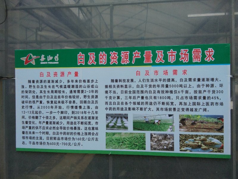 白芨苗