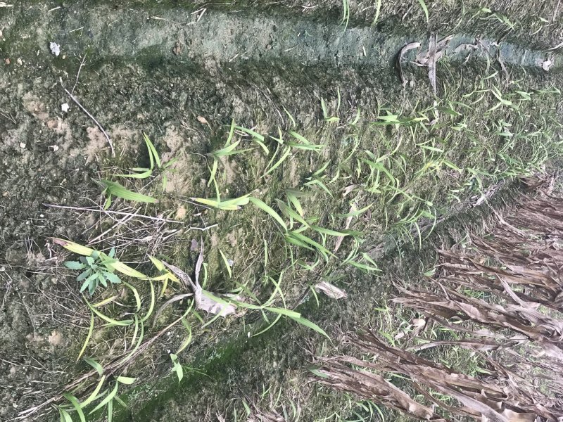 白芨苗