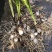 白芨苗