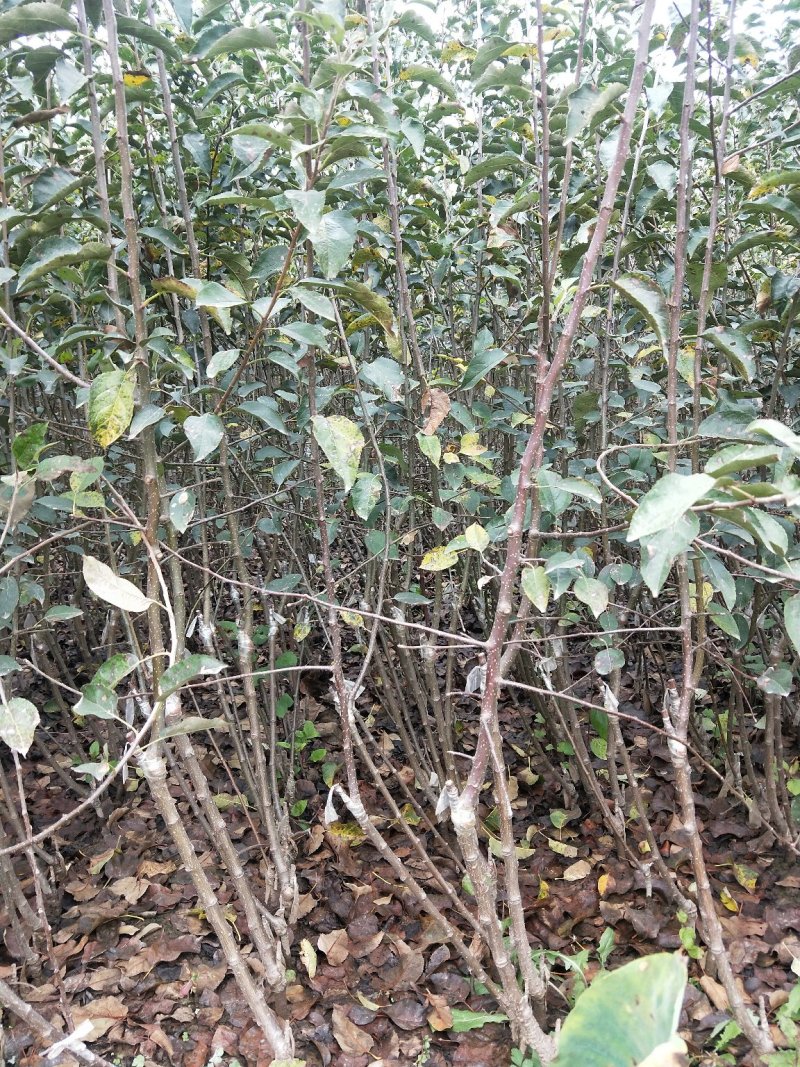 矮化苹果树苗，0.8至1公分的，