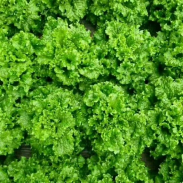 精品生菜，现已大量