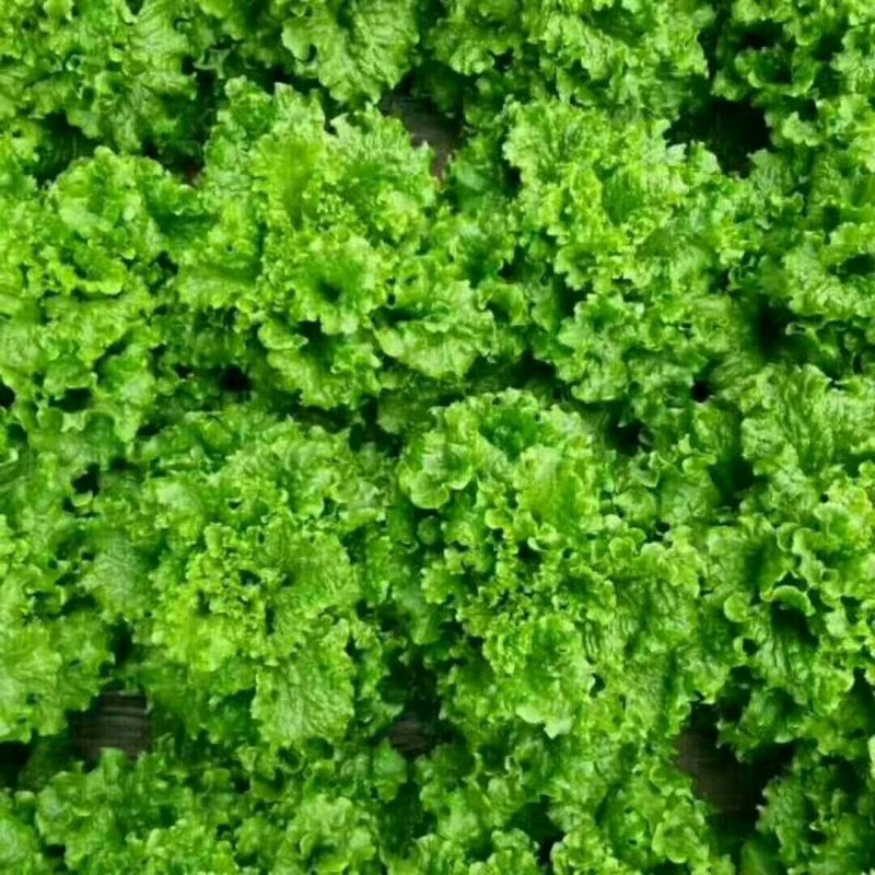 精品生菜，现已大量