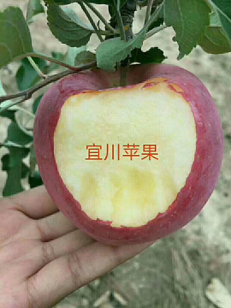 红富士苹果