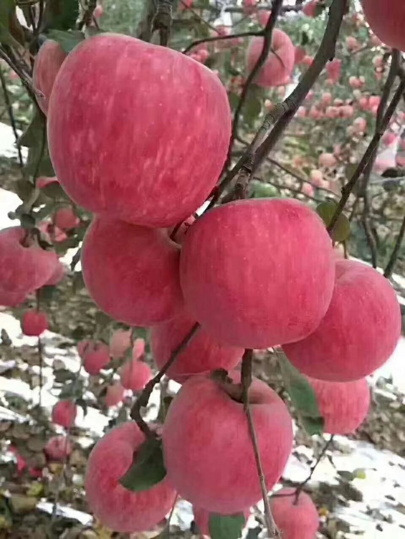 红富士苹果