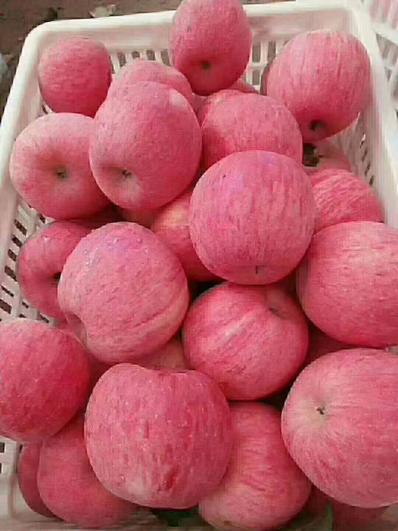红富士苹果
