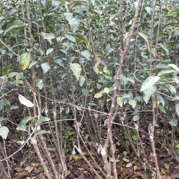 矮化苹果树苗，0.8至1公分的，