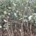 矮化苹果树苗，0.8至1公分的，