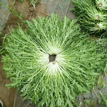 精品苦菊