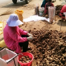 山东滕州春茶8520豆包芋头，大球中球，小球通货