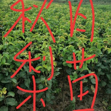 秋月梨树苗，0.8至1公分的，