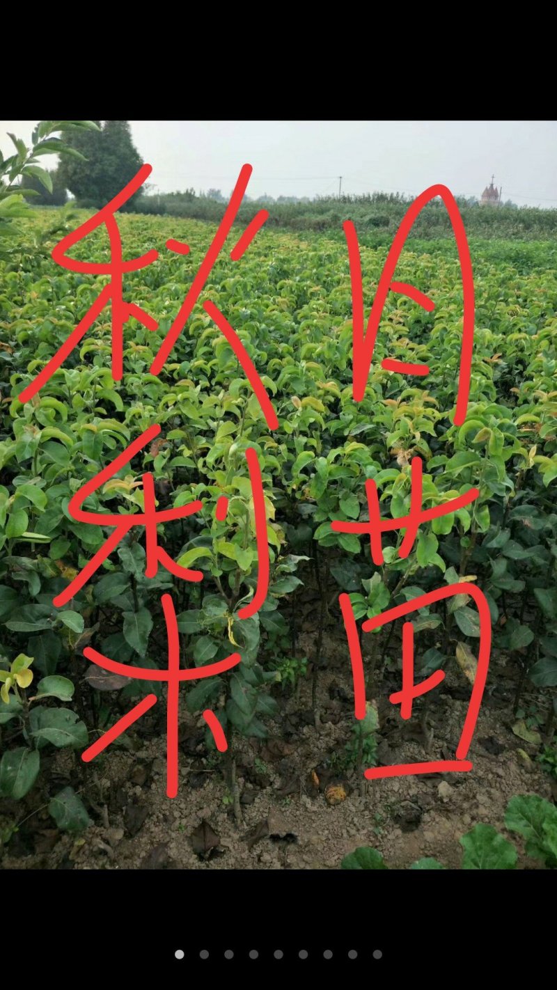 秋月梨树苗，0.8至1公分的，