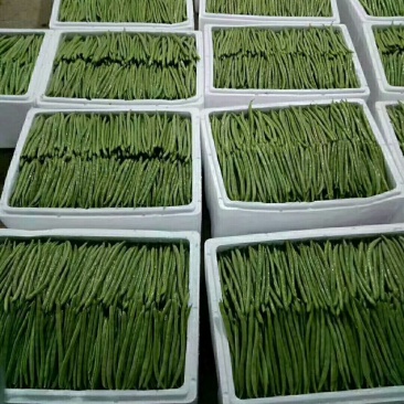 精品小金豆，四季豆，无筋豆