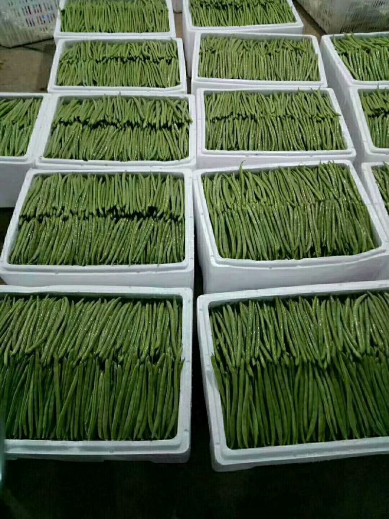 精品小金豆，四季豆，无筋豆
