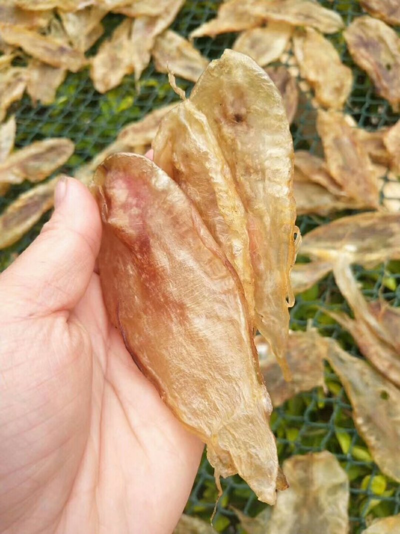 深海黄花胶
