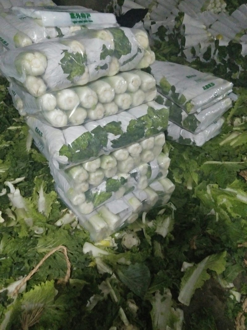 蔬菜秋绿长菜