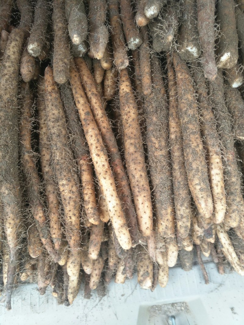 棒药，紫药