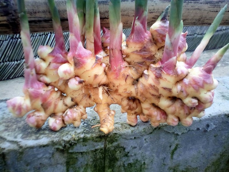 二黄姜精品二姜窖姜黄姜，有独特的辛辣芳香，
